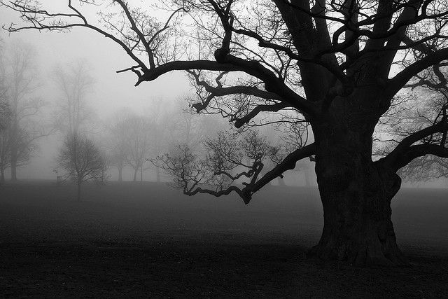 tree-in-winter-dusk